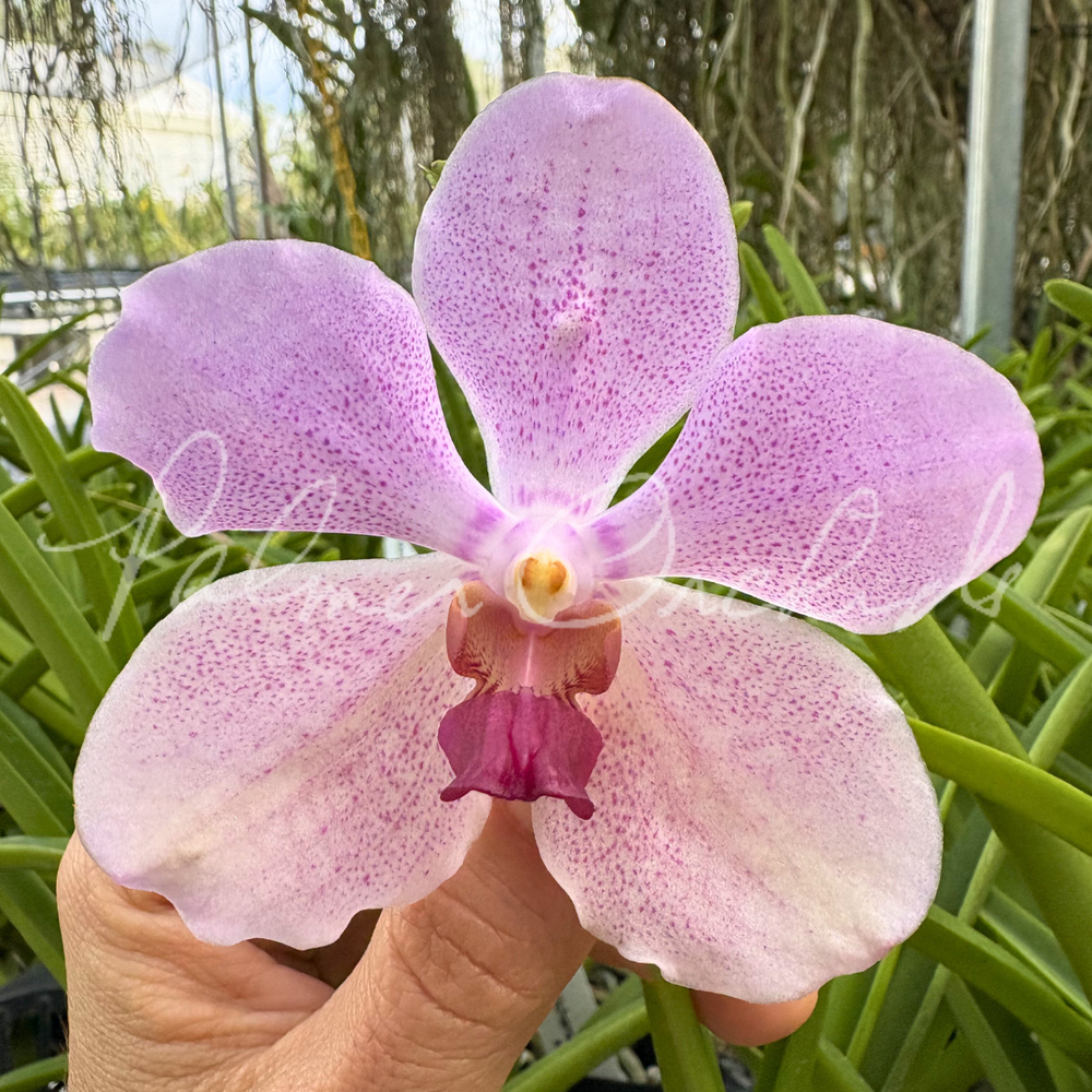 Pda. Mevr. L. Velthuis × V. Nichanan — Palmer Orchids